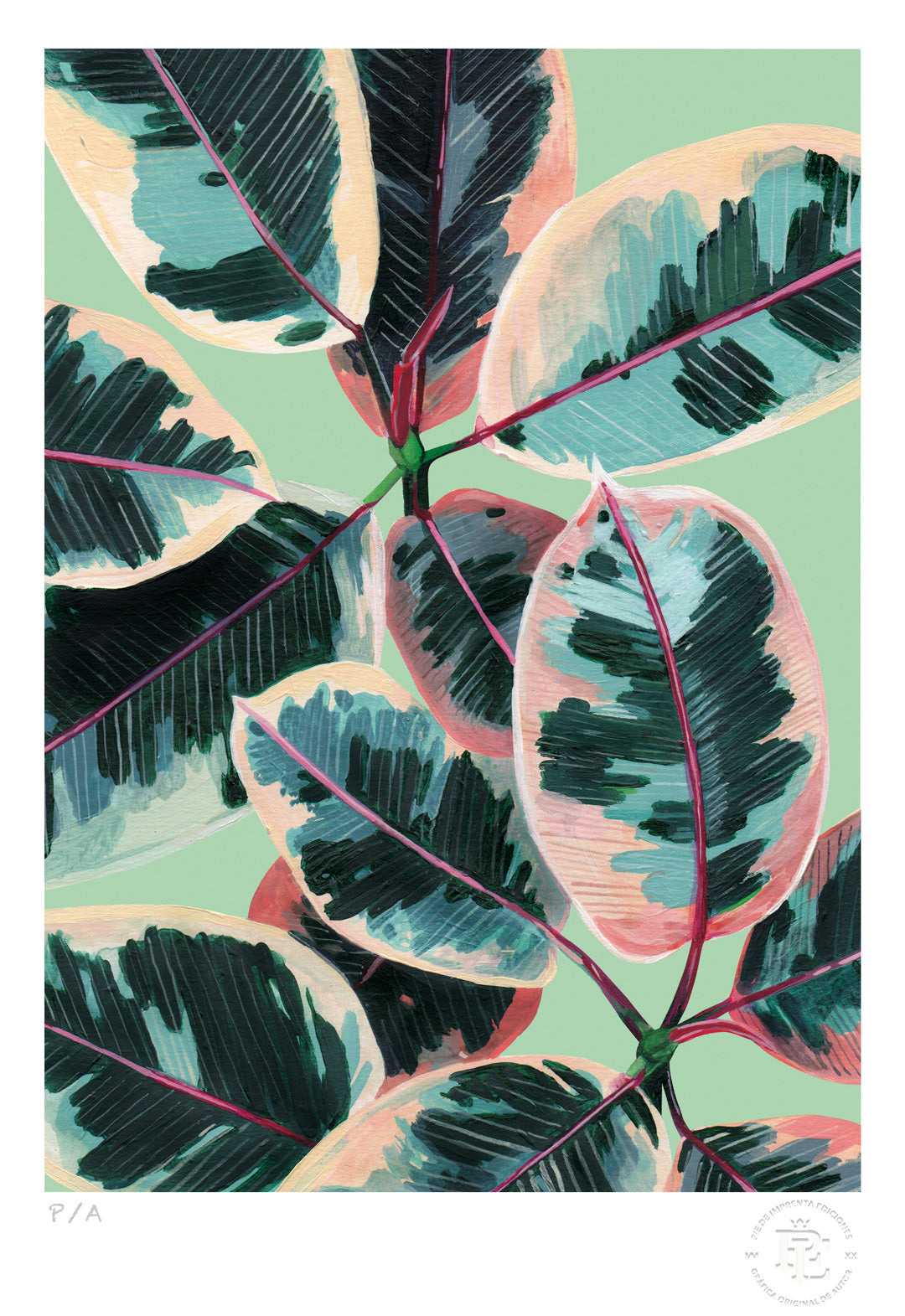 Gomero - 33 x 48 cm