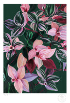 Tradescantia - 33 x 48 cm