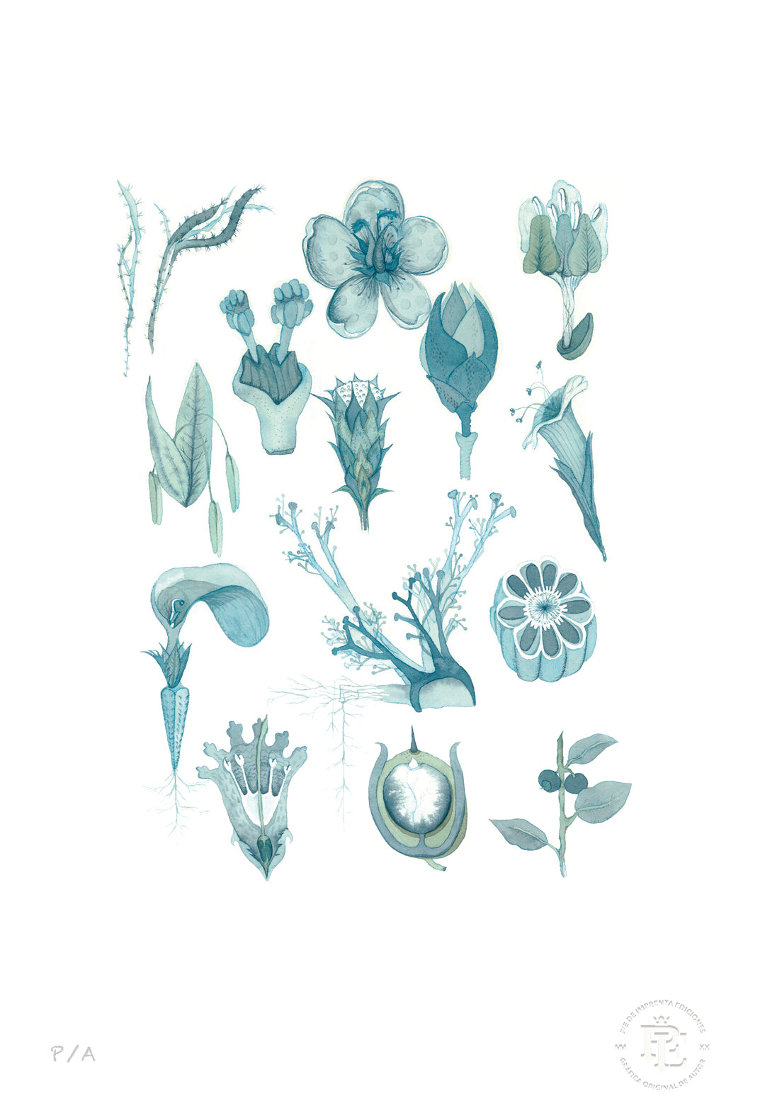 Flora Silvestre 1 - 33 x 48 cm