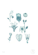 Flora Silvestre 2 - 33 x 48 cm