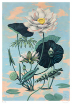 Lotus II - 33 x 48 cm
