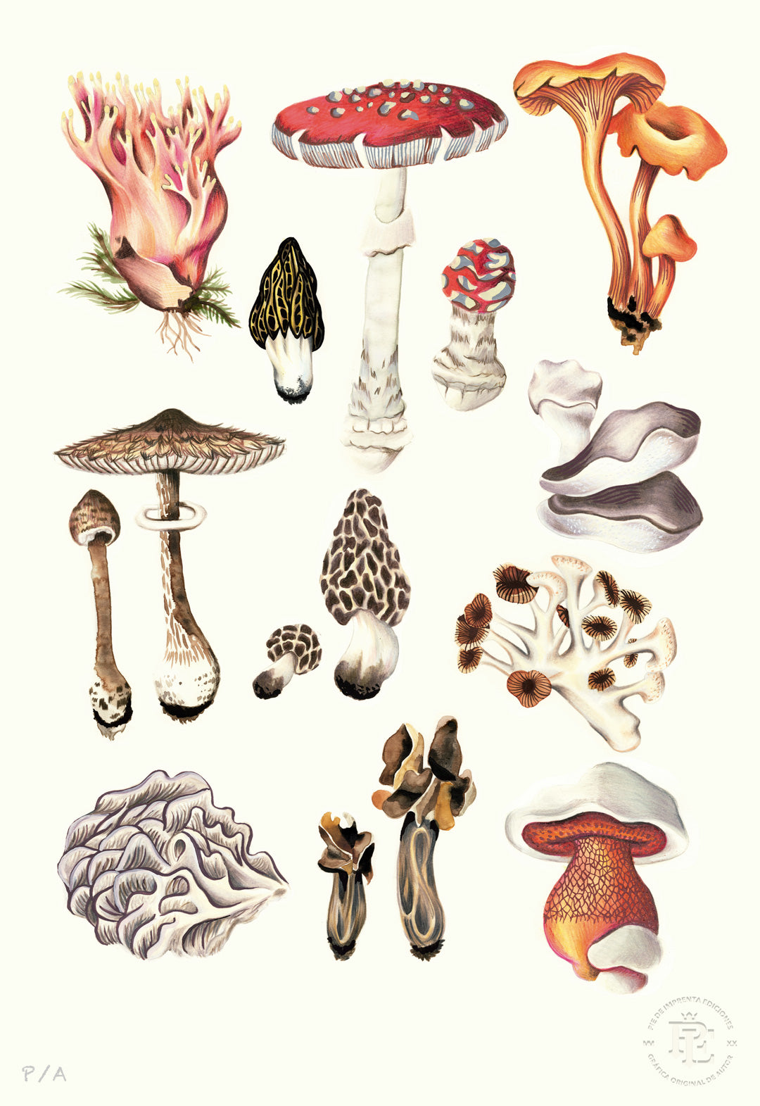 Hongos - 33 x 48 cm