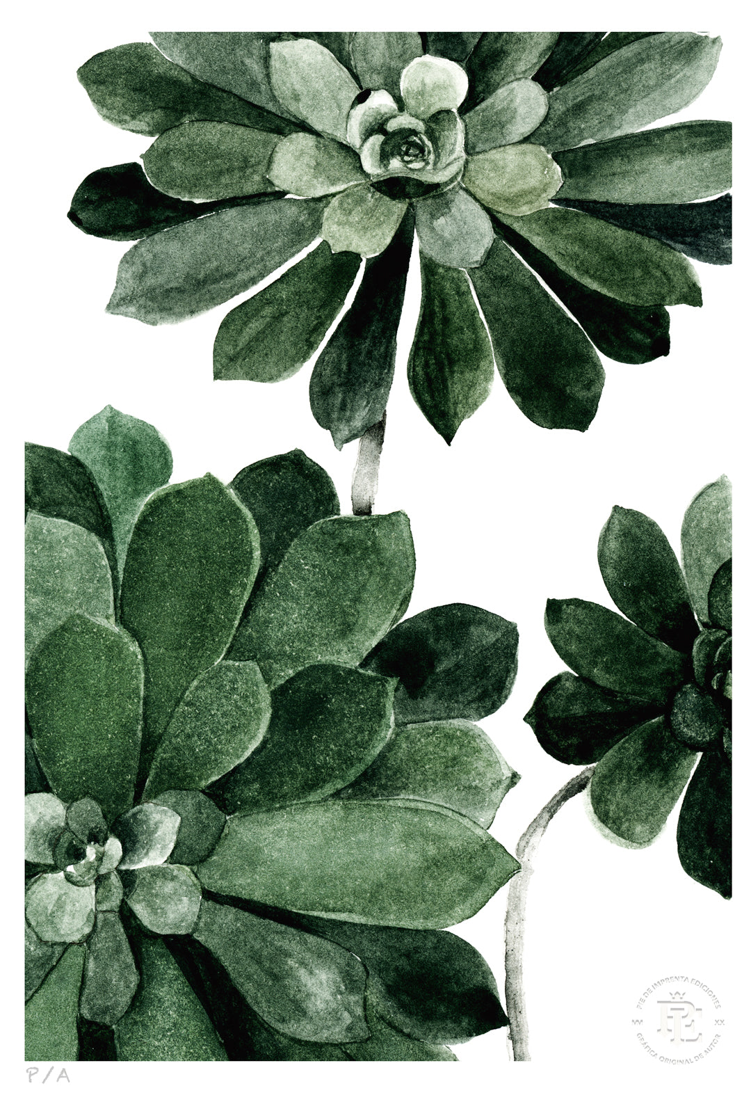 Aeonium - 33 x 48 cm