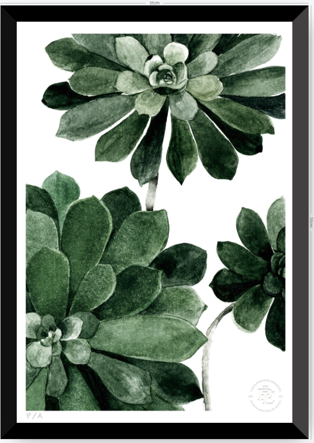 Aeonium - 33 x 48 cm