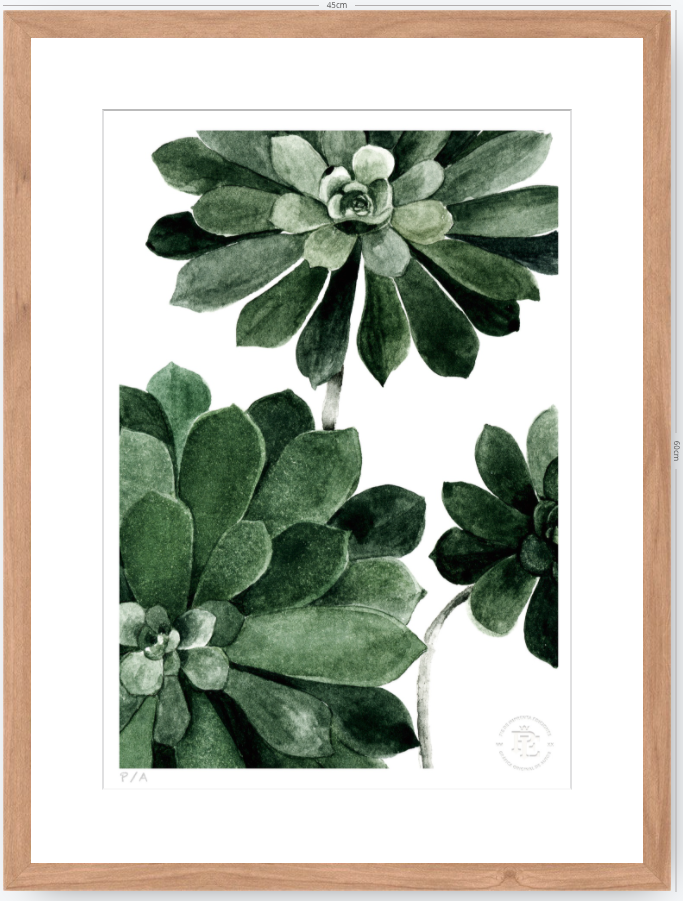 Aeonium - 33 x 48 cm