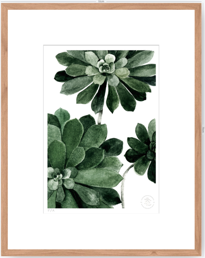 Aeonium - 33 x 48 cm