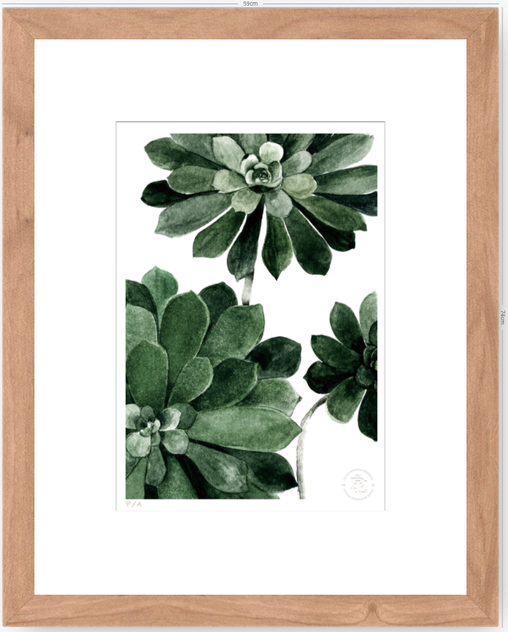 Aeonium - 33 x 48 cm