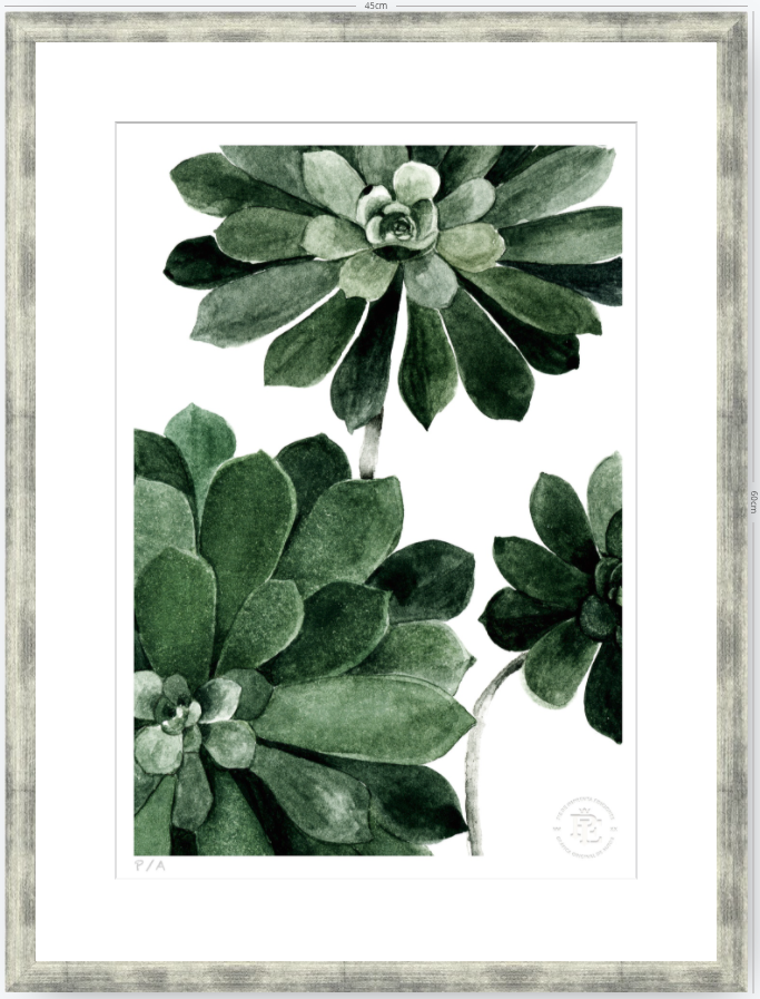 Aeonium - 33 x 48 cm