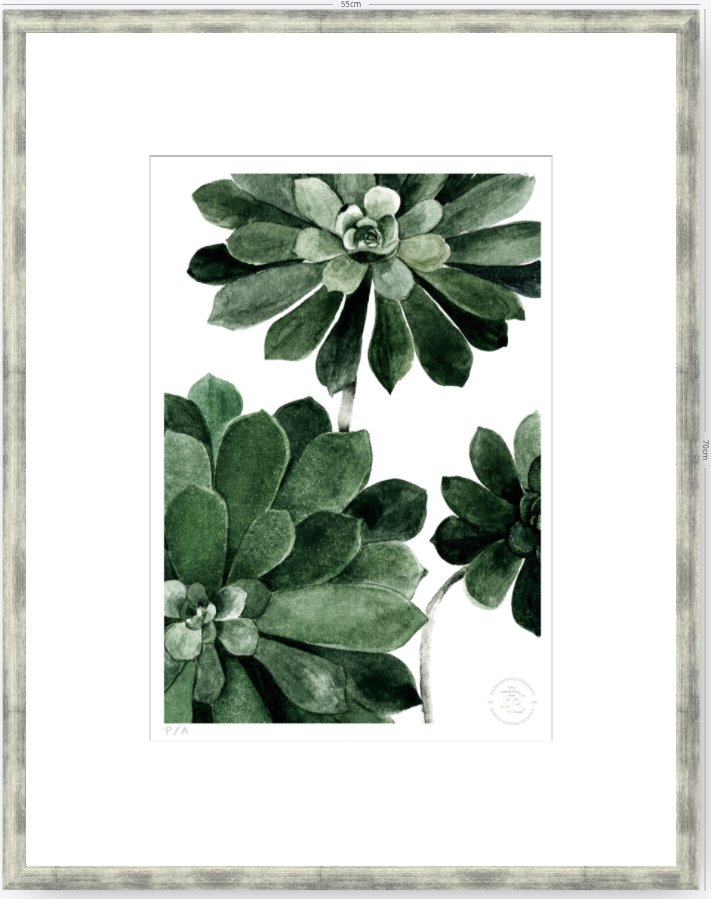 Aeonium - 33 x 48 cm