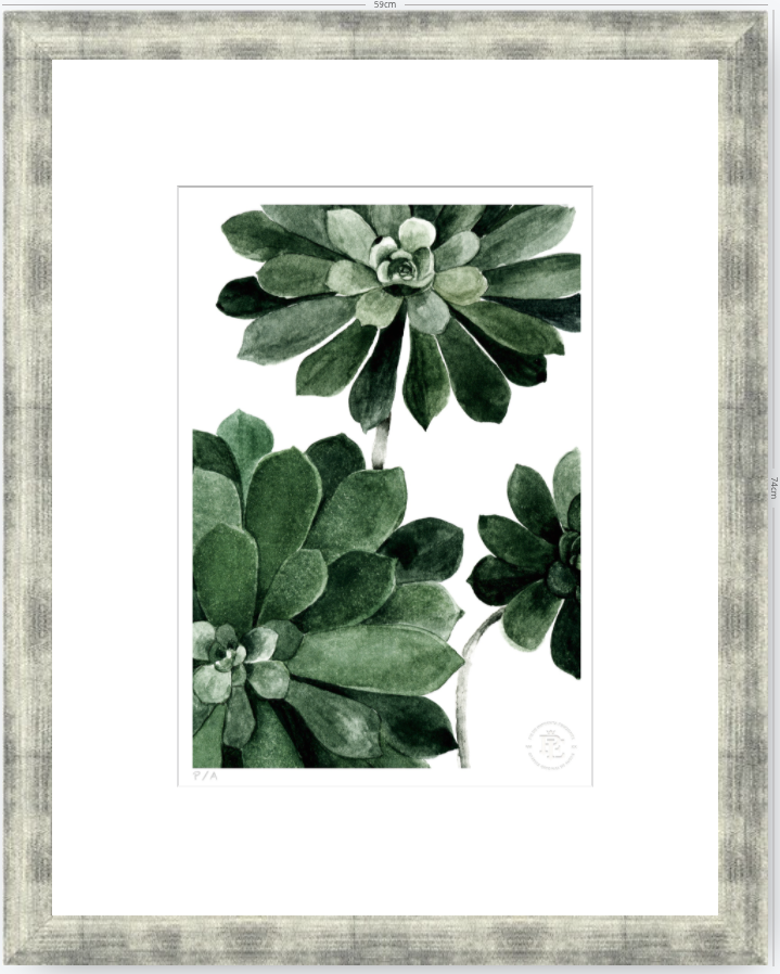 Aeonium - 33 x 48 cm