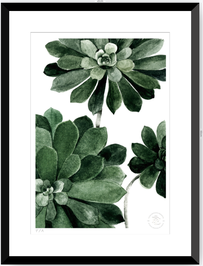 Aeonium - 33 x 48 cm