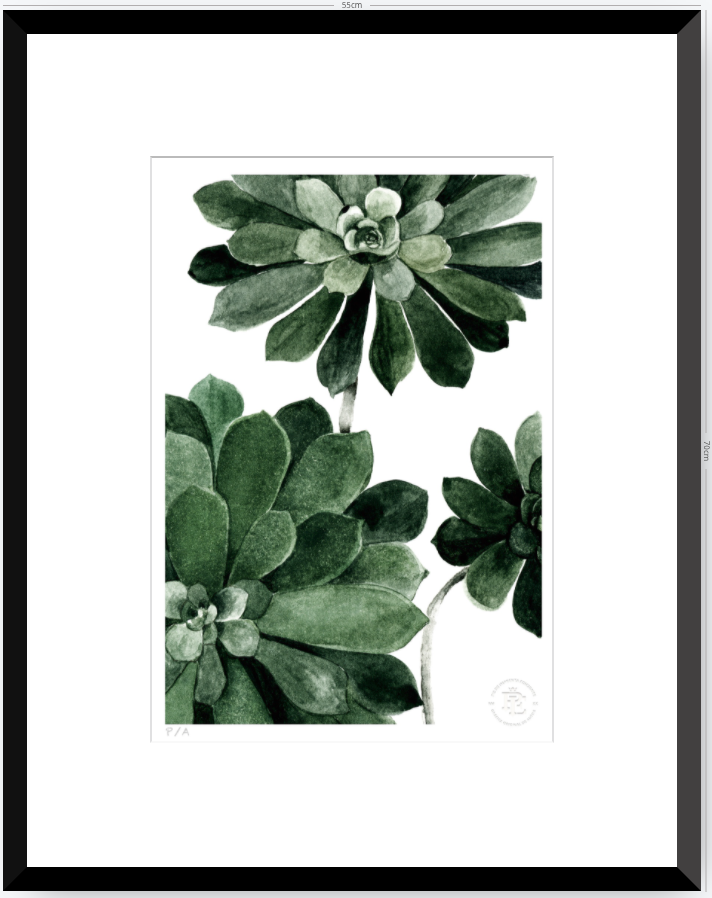 Aeonium - 33 x 48 cm