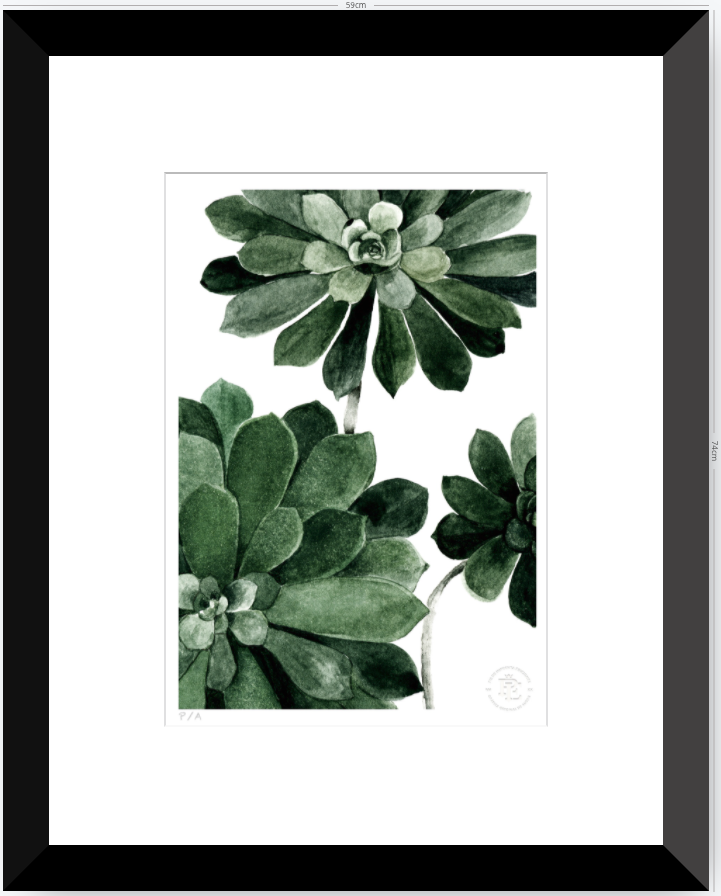 Aeonium - 33 x 48 cm