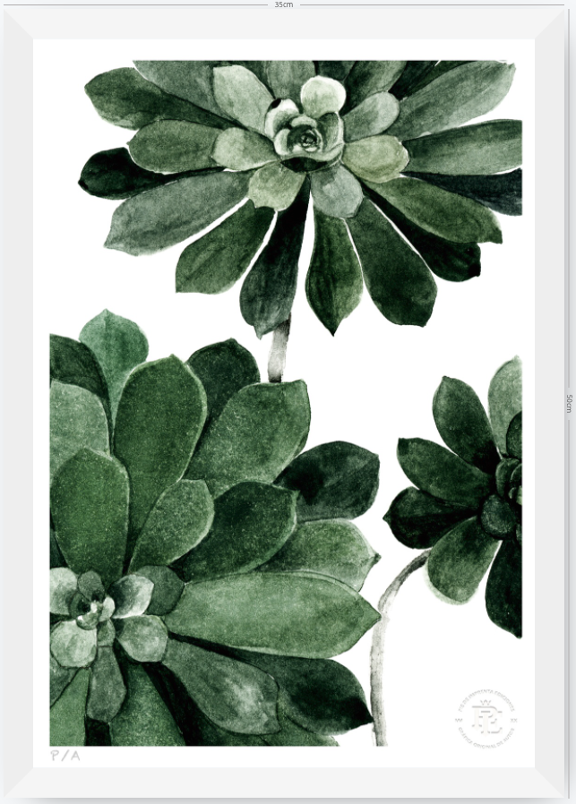 Aeonium - 33 x 48 cm