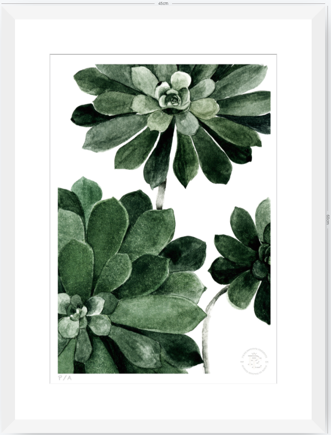 Aeonium - 33 x 48 cm