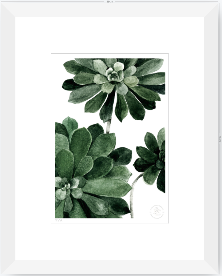 Aeonium - 33 x 48 cm