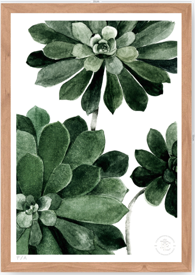 Aeonium - 33 x 48 cm