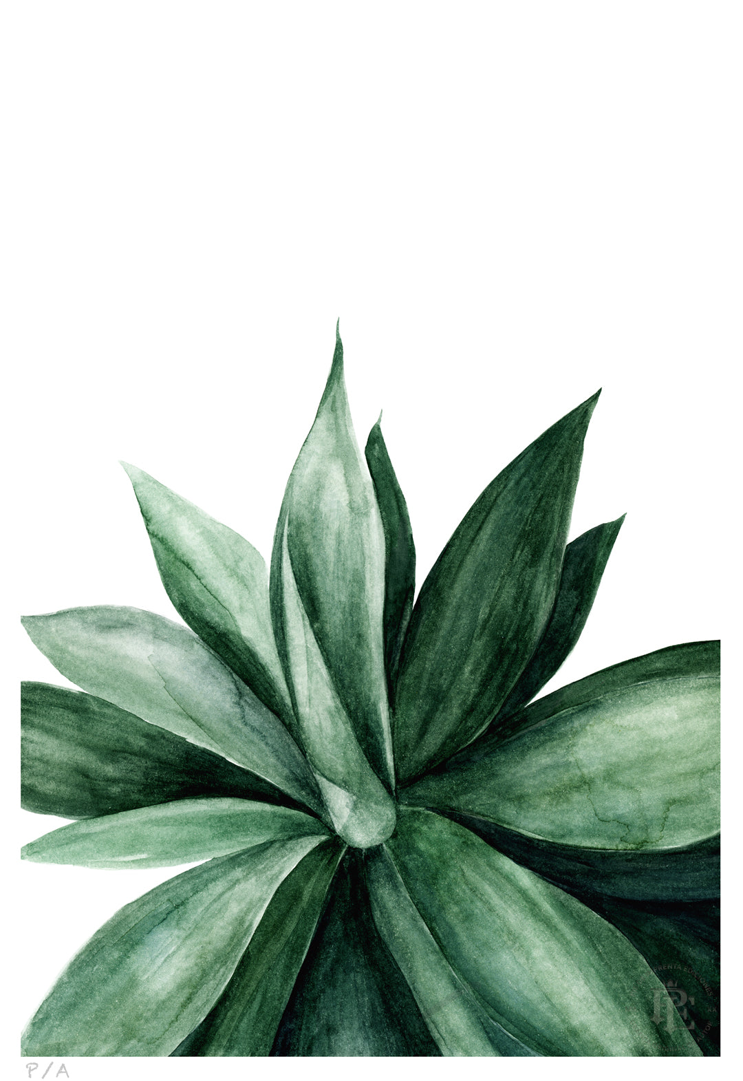 Agave - 33 x 48 cm