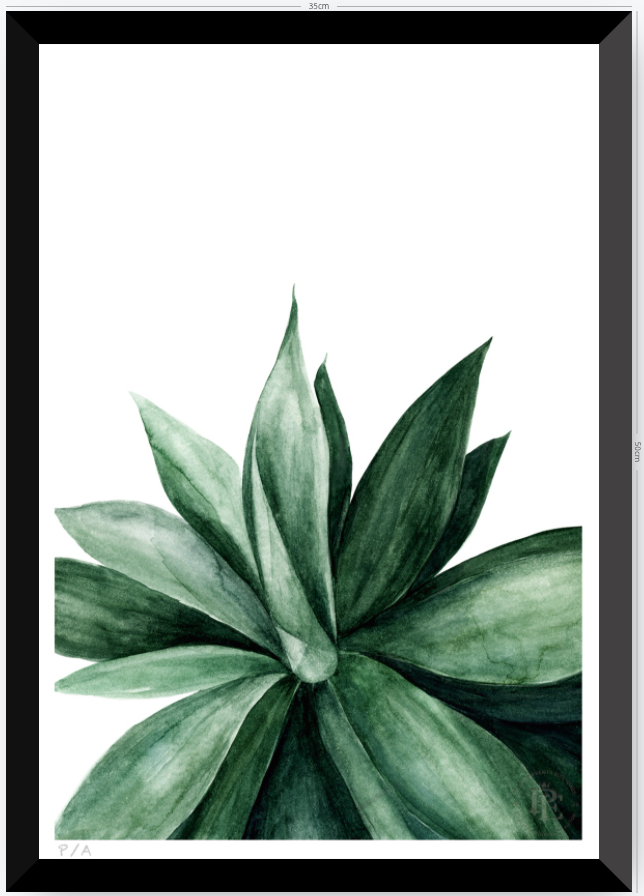 Agave - 33 x 48 cm