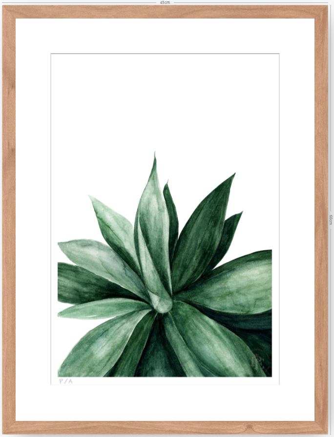 Agave - 33 x 48 cm