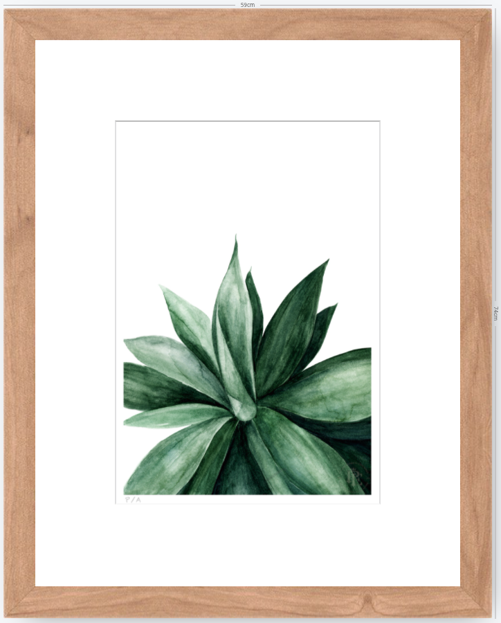 Agave - 33 x 48 cm