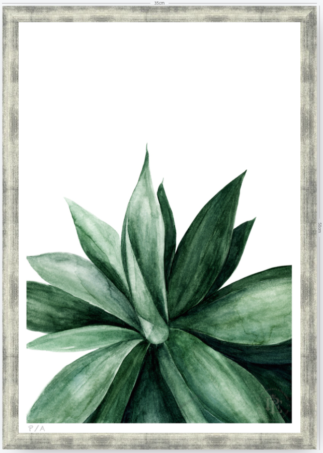 Agave - 33 x 48 cm