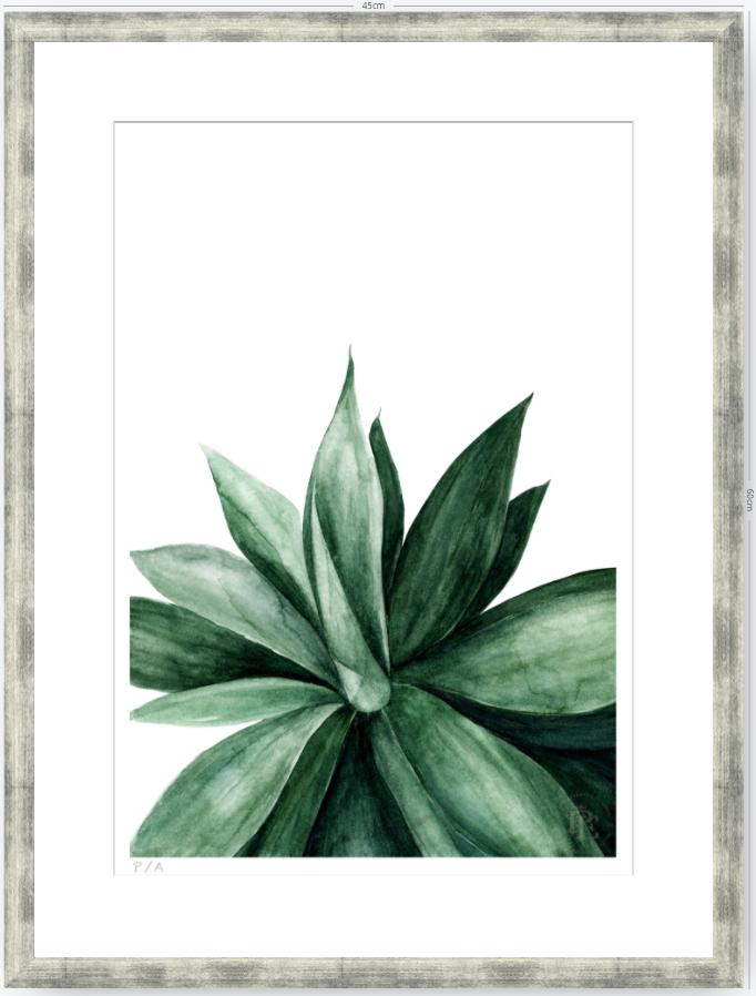 Agave - 33 x 48 cm