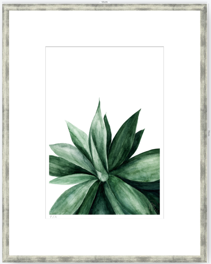 Agave - 33 x 48 cm