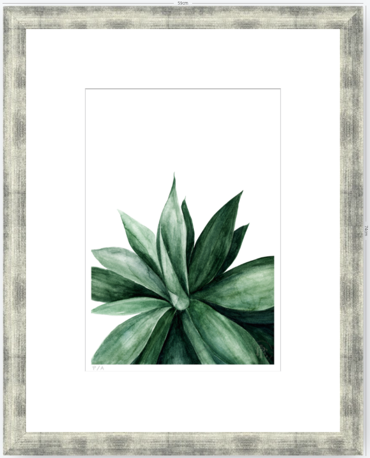 Agave - 33 x 48 cm