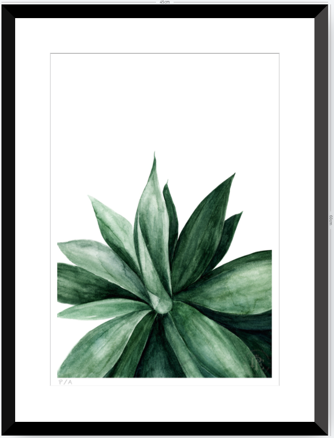 Agave - 33 x 48 cm