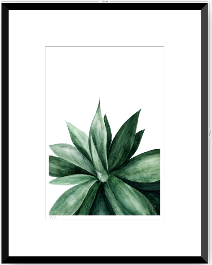 Agave - 33 x 48 cm
