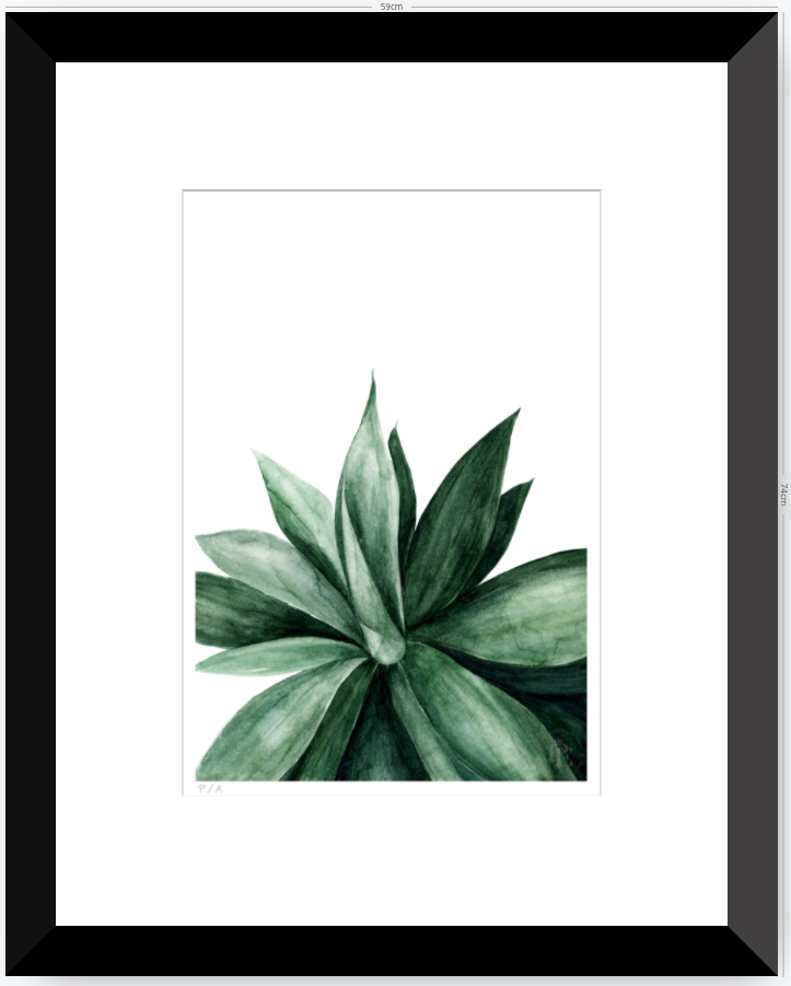 Agave - 33 x 48 cm