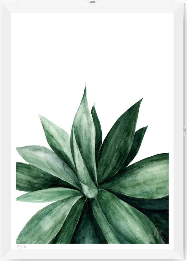 Agave - 33 x 48 cm