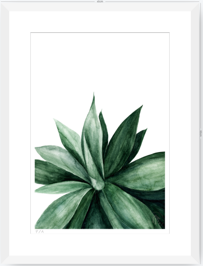 Agave - 33 x 48 cm