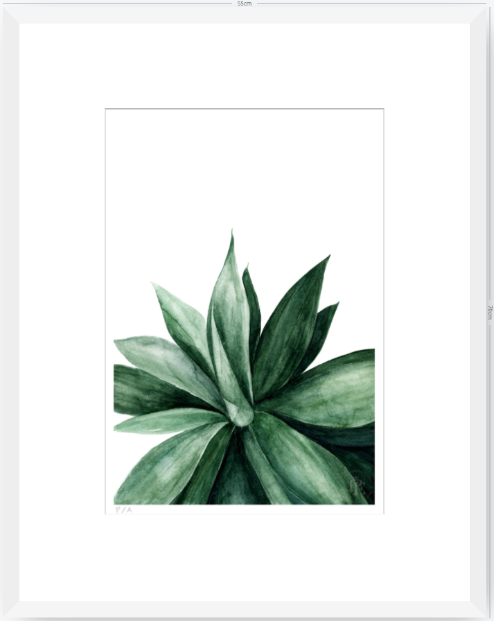 Agave - 33 x 48 cm