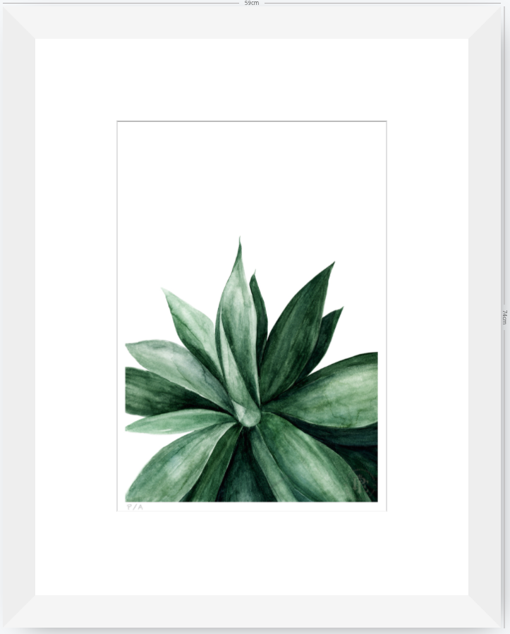 Agave - 33 x 48 cm