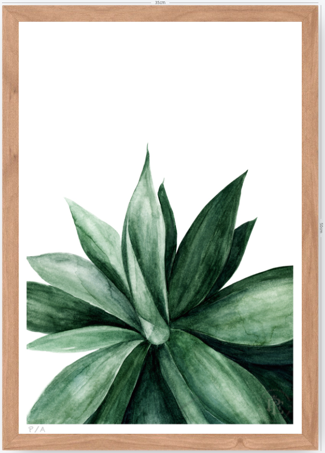 Agave - 33 x 48 cm