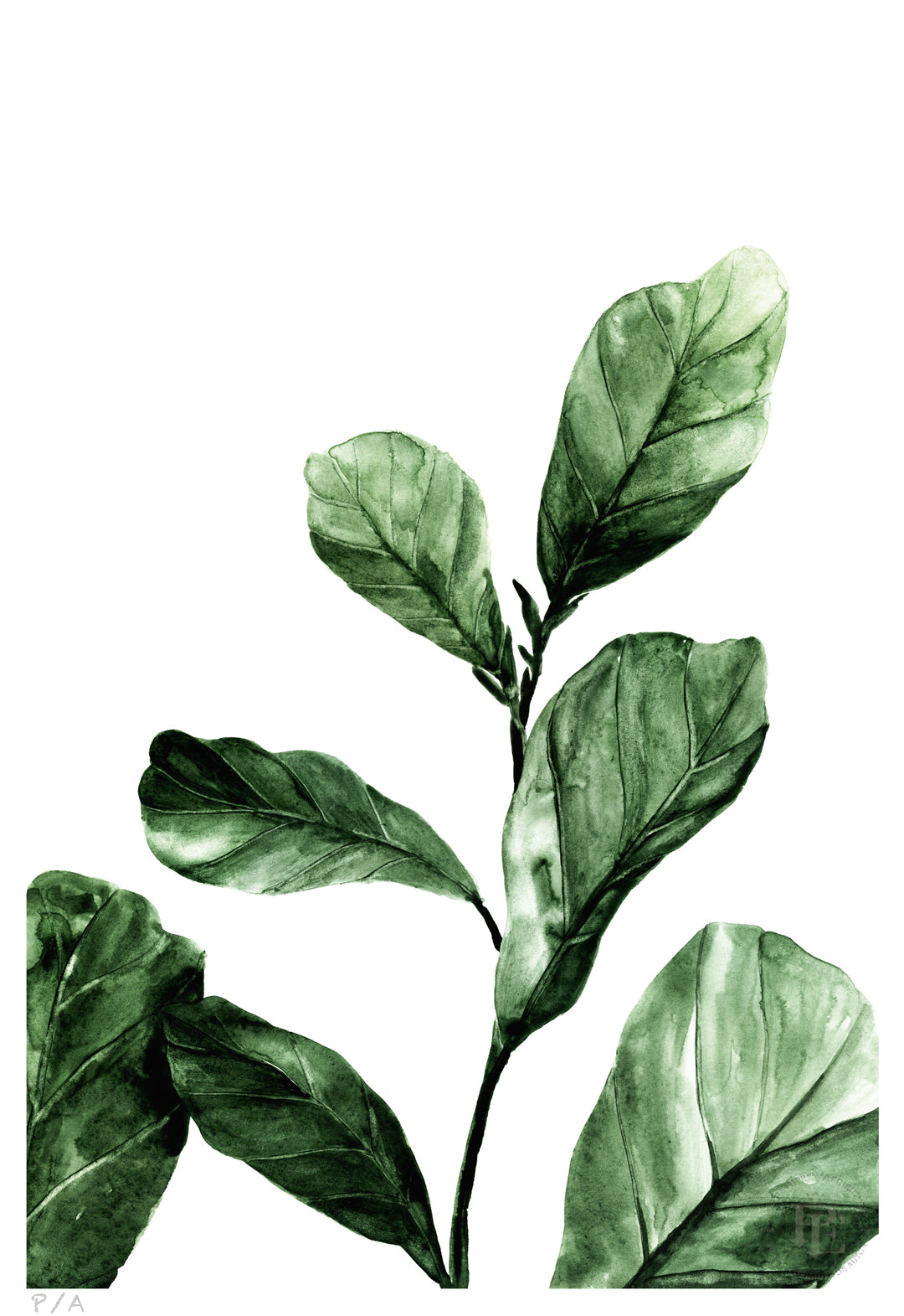Ficus - 33 x 48 cm