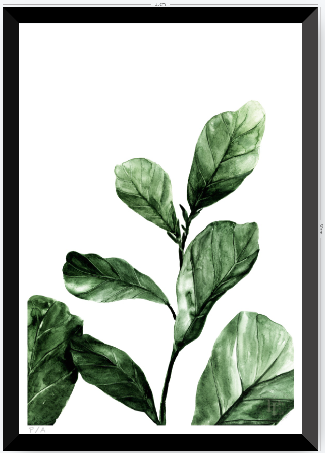 Ficus - 33 x 48 cm