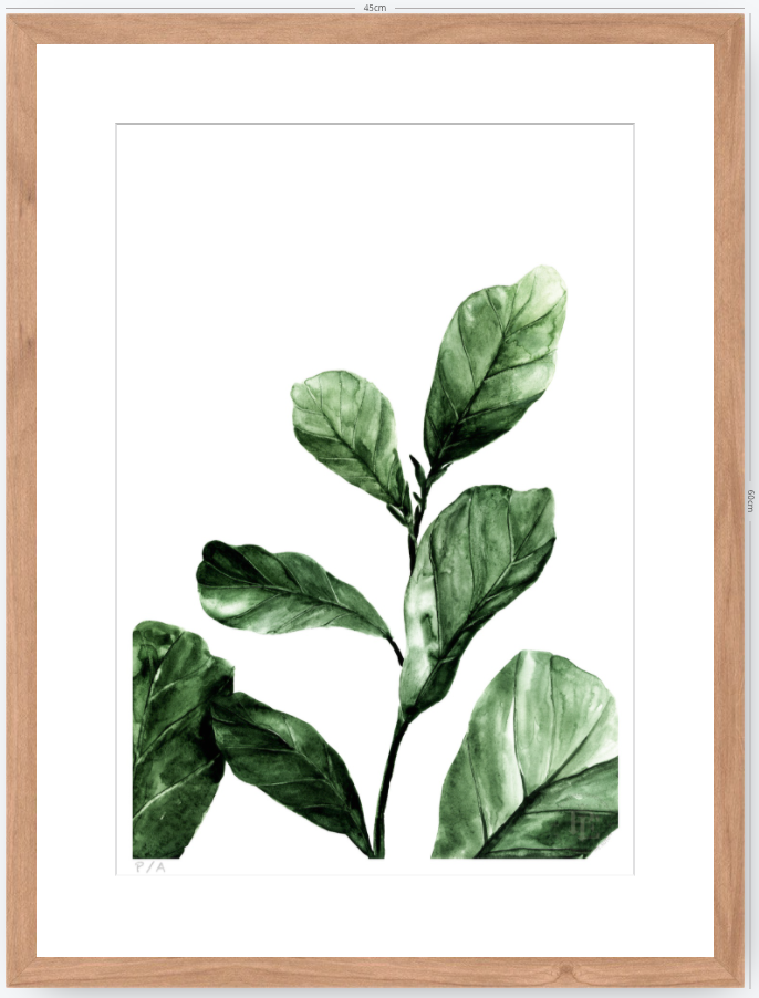 Ficus - 33 x 48 cm