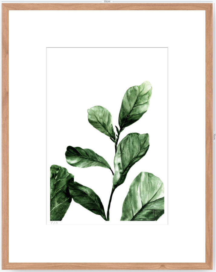 Ficus - 33 x 48 cm