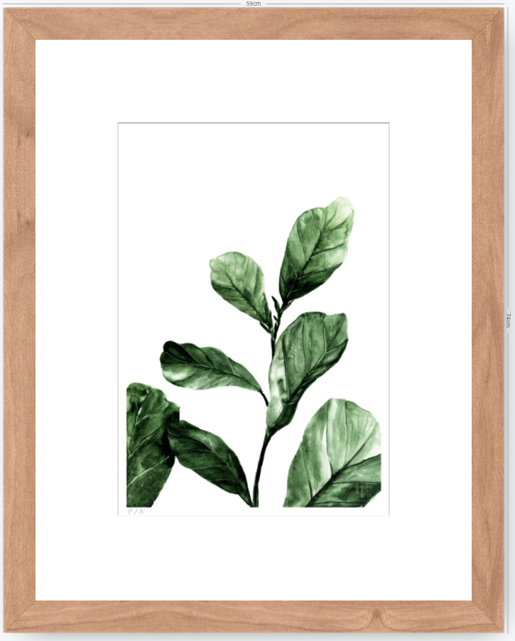 Ficus - 33 x 48 cm