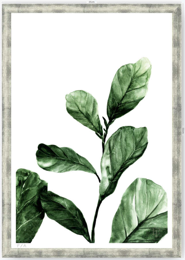 Ficus - 33 x 48 cm