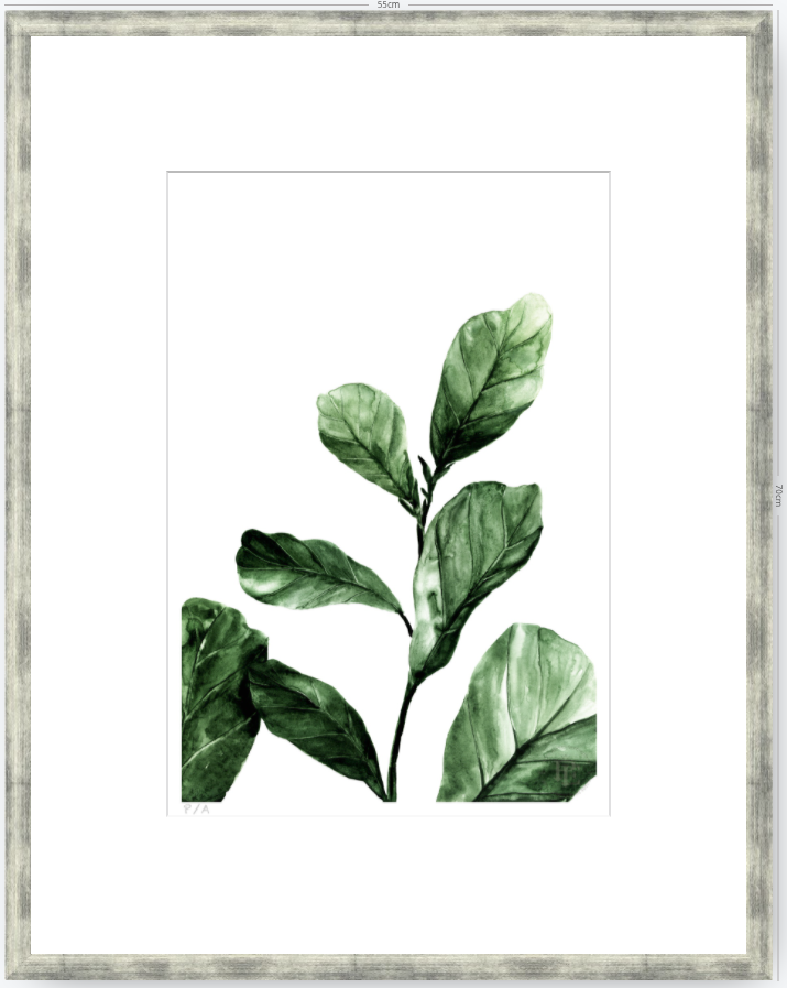 Ficus - 33 x 48 cm