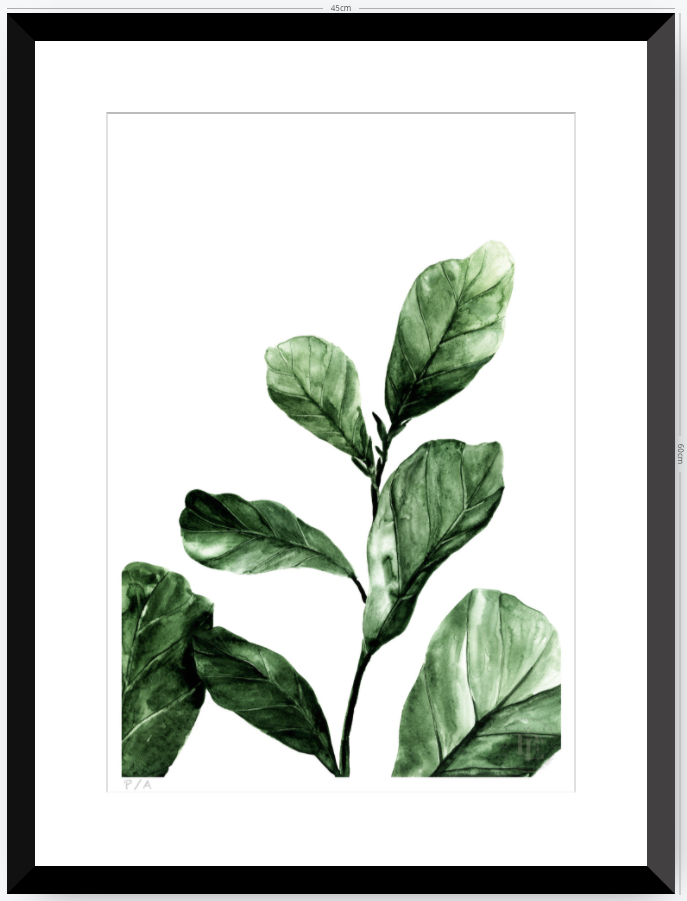Ficus - 33 x 48 cm
