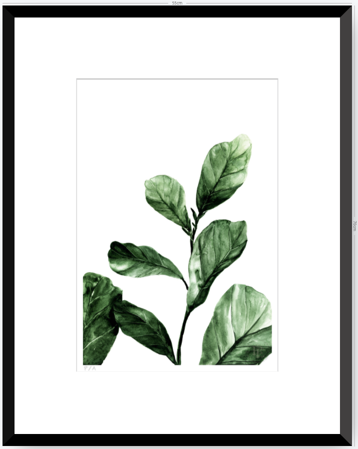 Ficus - 33 x 48 cm
