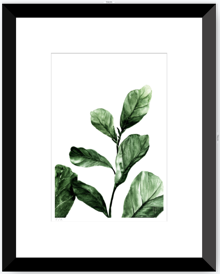 Ficus - 33 x 48 cm