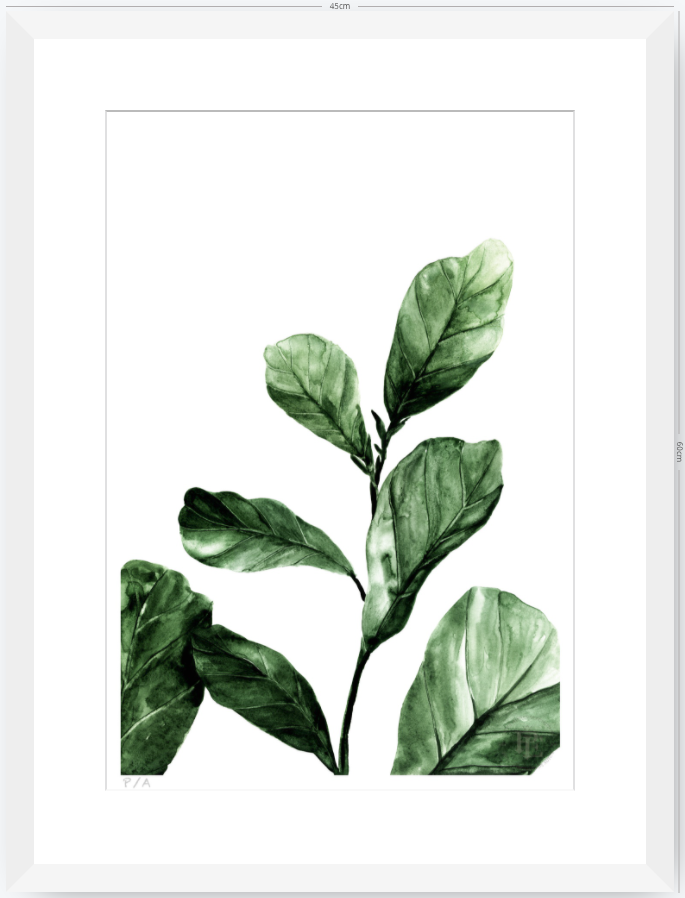 Ficus - 33 x 48 cm