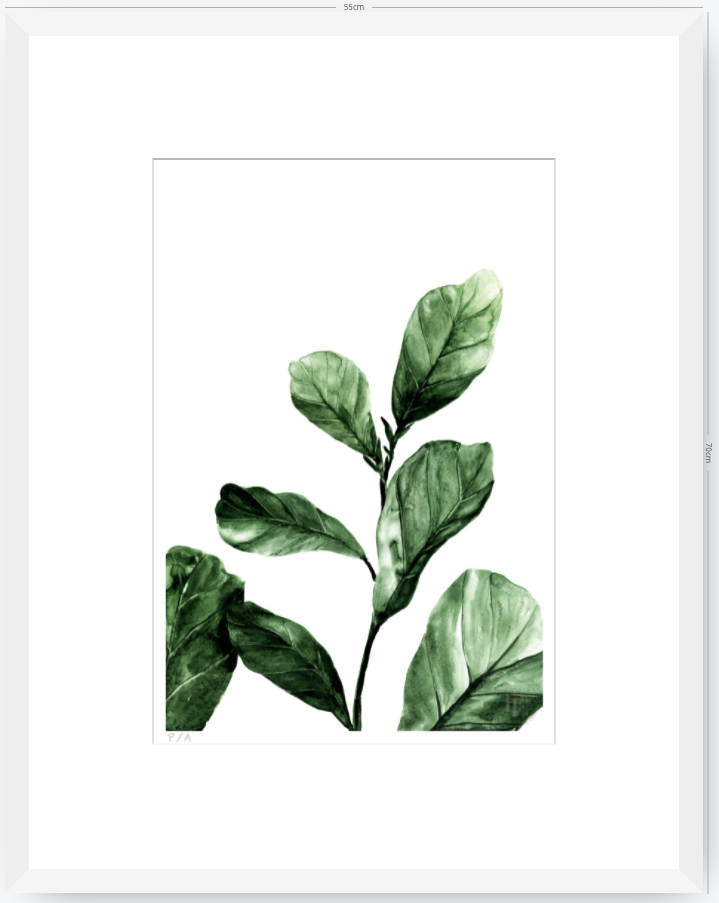 Ficus - 33 x 48 cm