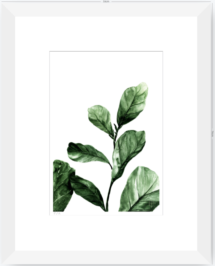 Ficus - 33 x 48 cm